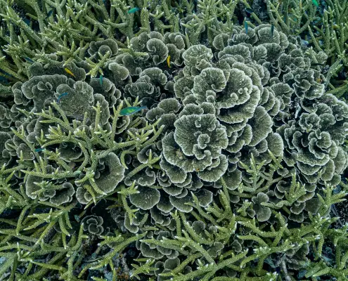 Montipora and Acropora Coral