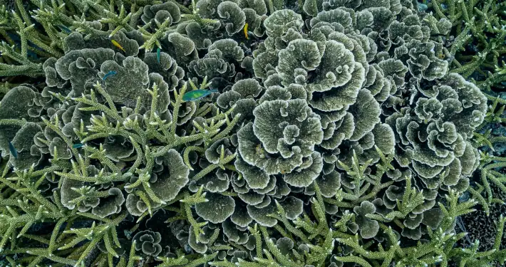 Montipora and Acropora Coral