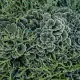 Montipora and Acropora Coral