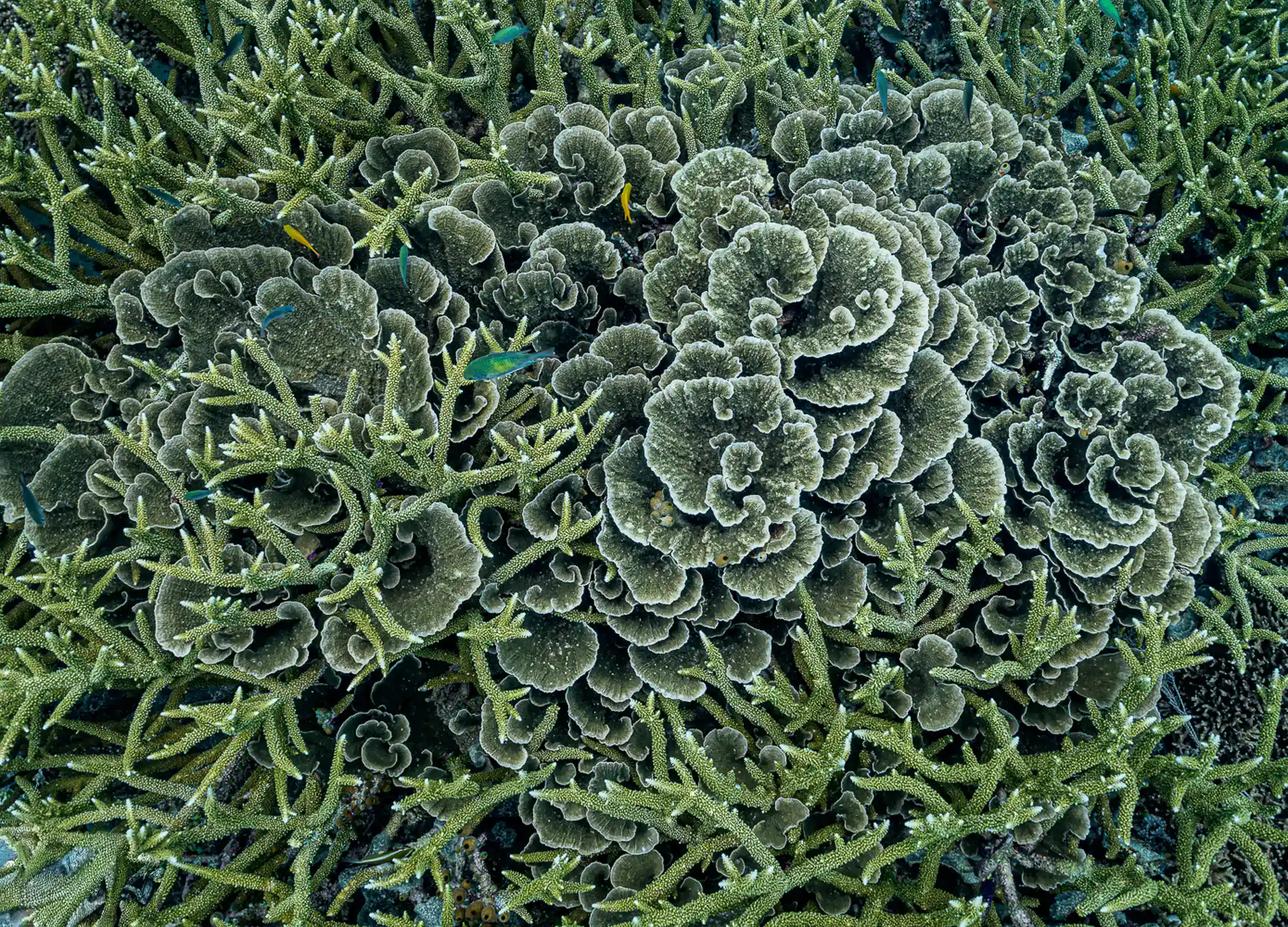 Montipora and Acropora Coral
