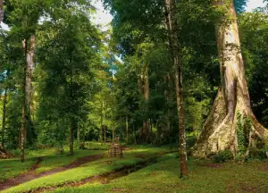 Nutmeg plantation in Lonthoir, Banda Islands.
