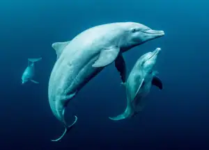 Swimming with pods of dolphins.