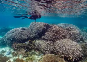 Snorkeling with Psammocora haimiana coral