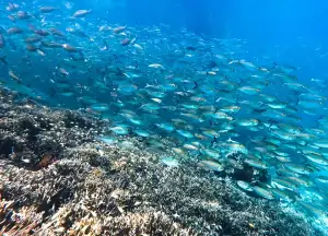 Snorkeling with the school of fish in Papua.