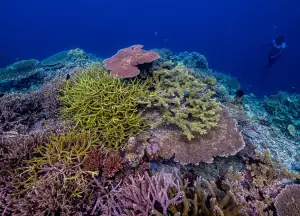 Snorkeling with colorful coral