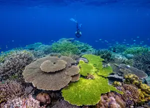 Snorkeling with coral reef