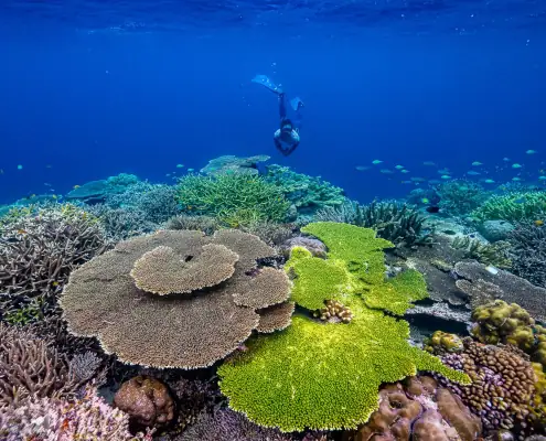 Snorkeling with coral reef