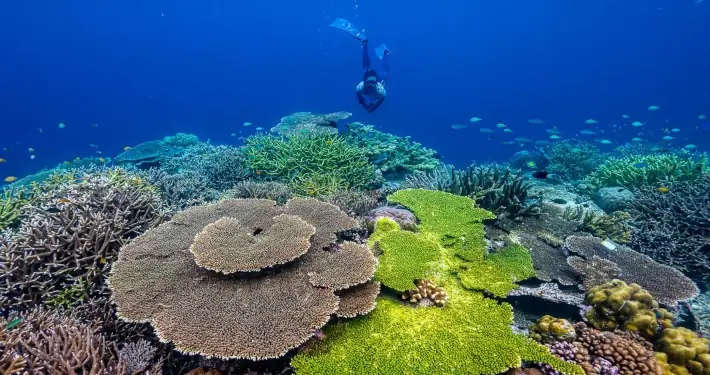 Snorkeling with coral reef