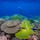 Snorkeling with coral reef
