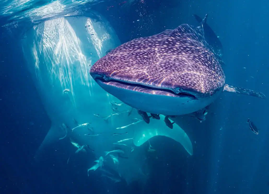 Two whale sharks