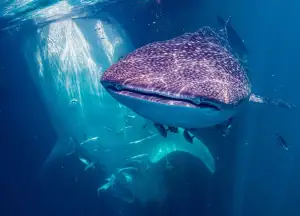 Two whale sharks