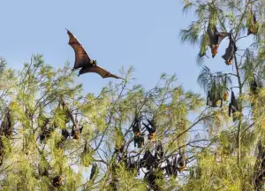 Flying foxes in Mioskon