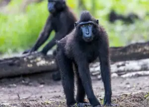 Celebes Crested Black Macaque or Macaca Nigra