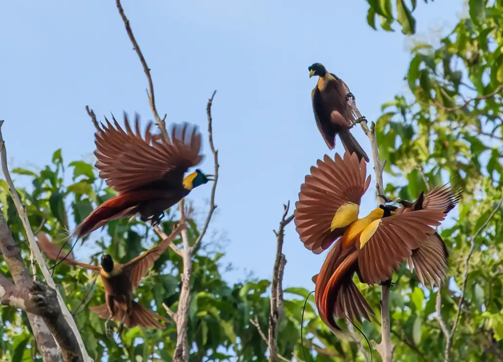 Group of Red Birds of Paradise