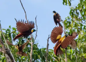 Group of Red Birds of Paradise