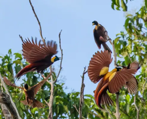 Group of Red Birds of Paradise