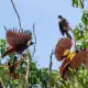 Group of Red Birds of Paradise