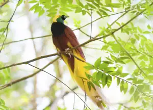 Lesser Birds of Paradise