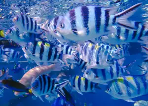 School of fish