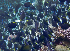 School of fish in Banda