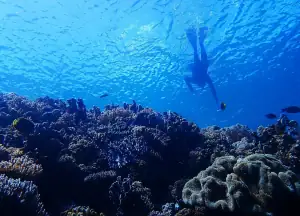 Snorkeling in Lembata