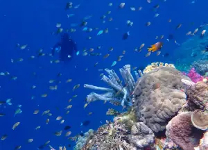 Snorkeling in Wayil