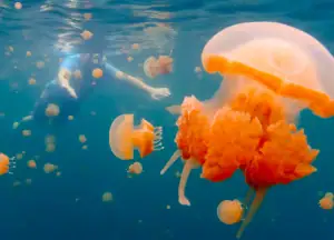 Swimming with stingless jellyfish.
