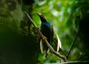 Wallace Standardwing Birds of Paradise in Bacan