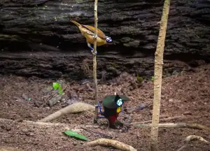 Wilsons Birds of Paradise mating dance
