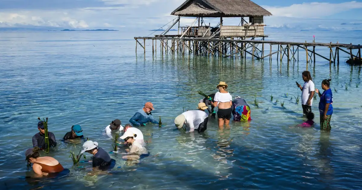 Planting mangrove