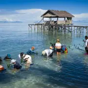 Planting mangrove