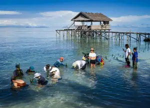 Planting mangrove