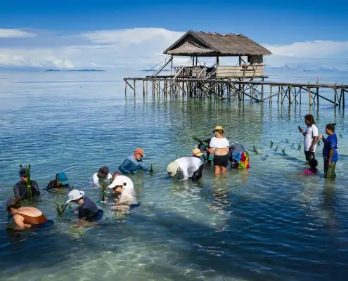 Planting mangrove
