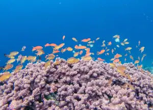 A school of Anthias Fish