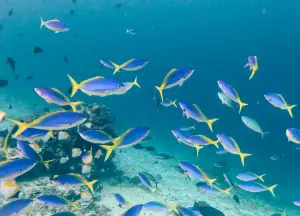 A school of Yellowtail Fusilier