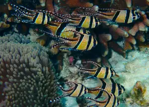 Banggai Cardinal Fish
