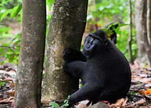 Black-crested Macaque in Tangkoko National Park