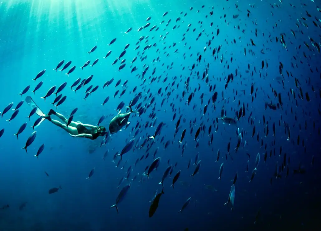 Freediving in Raja Ampat wtih school of fish