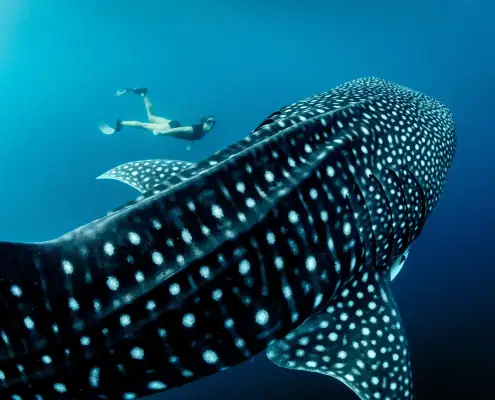 Snorkeling with Whale Sharks in West Papua