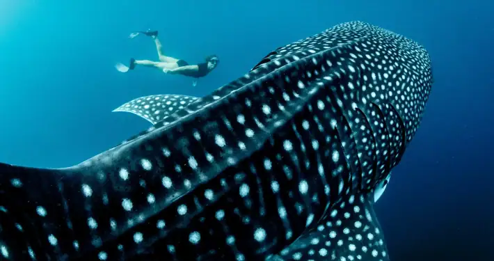 Snorkeling with Whale Sharks in West Papua