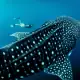 Snorkeling with Whale Sharks in West Papua