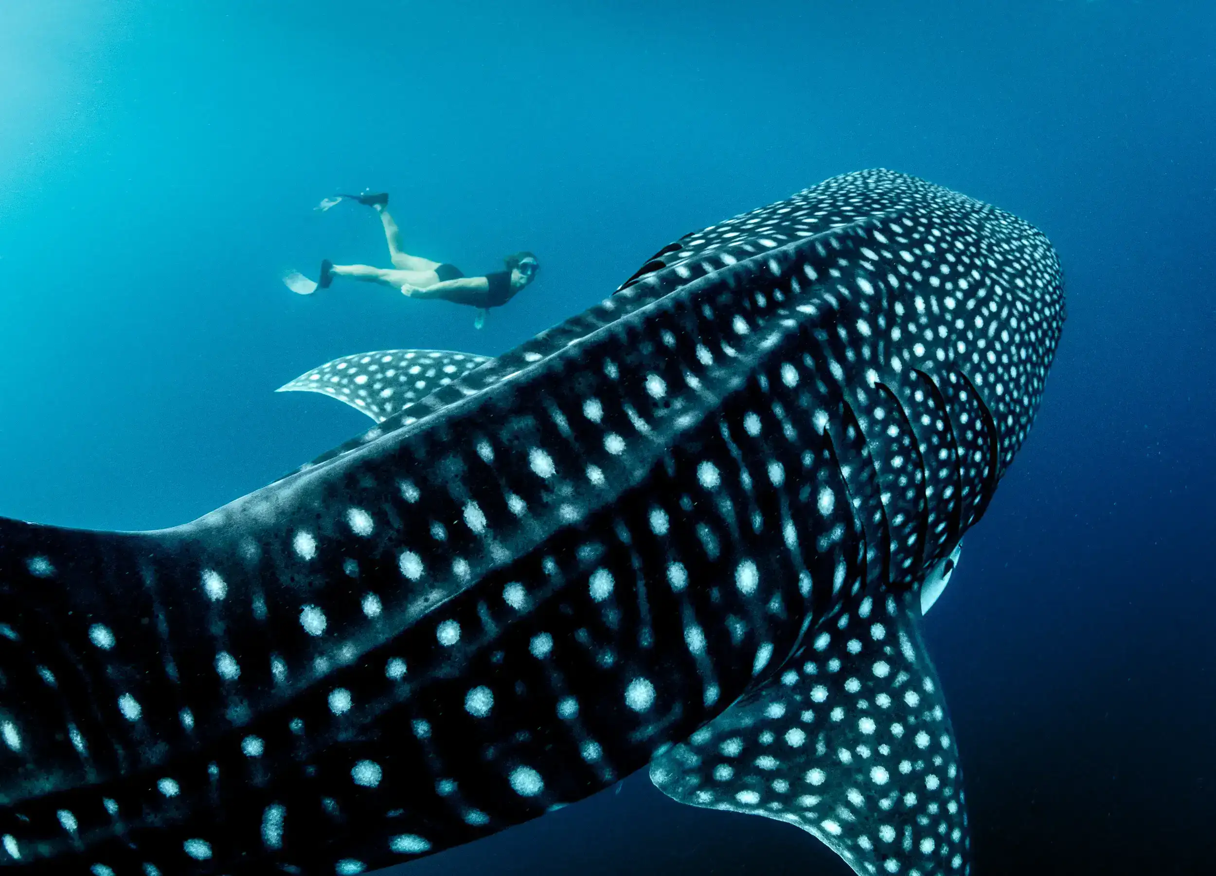 Snorkeling with Whale Sharks in West Papua