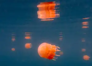 Stingless Jellyfish of Bokan Island