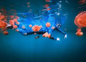 Swimming with Jellyfish
