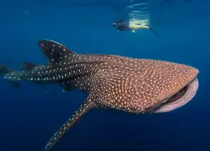 Swimming with Whale Sharks in Botubarani