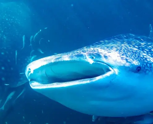 Swimming with two whale sharks
