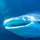 Swimming with two whale sharks
