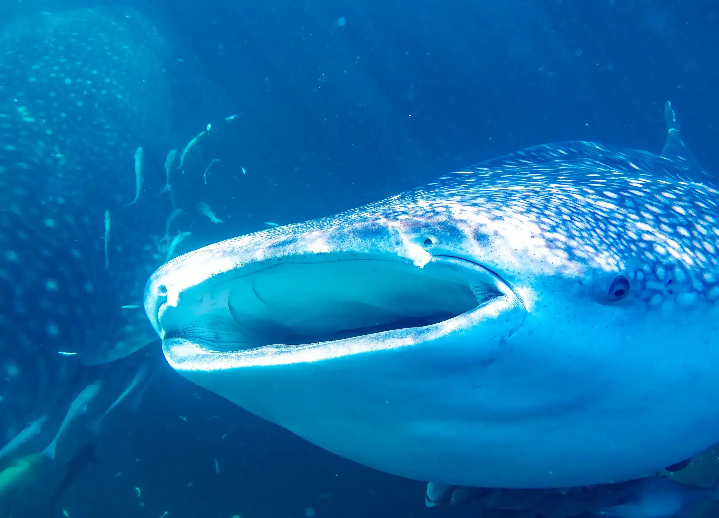 Swimming with two whale sharks
