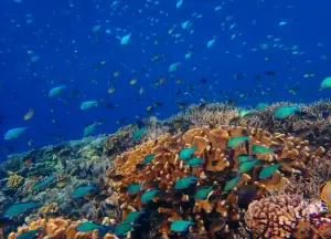 Coral and Fish in Pulau Dua