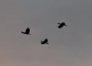 Hornbills flying back to roost
